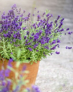 Purple lavender blooms in terracotta pot with blurred grey background