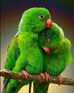 Two green parrots snuggling on a tree branch