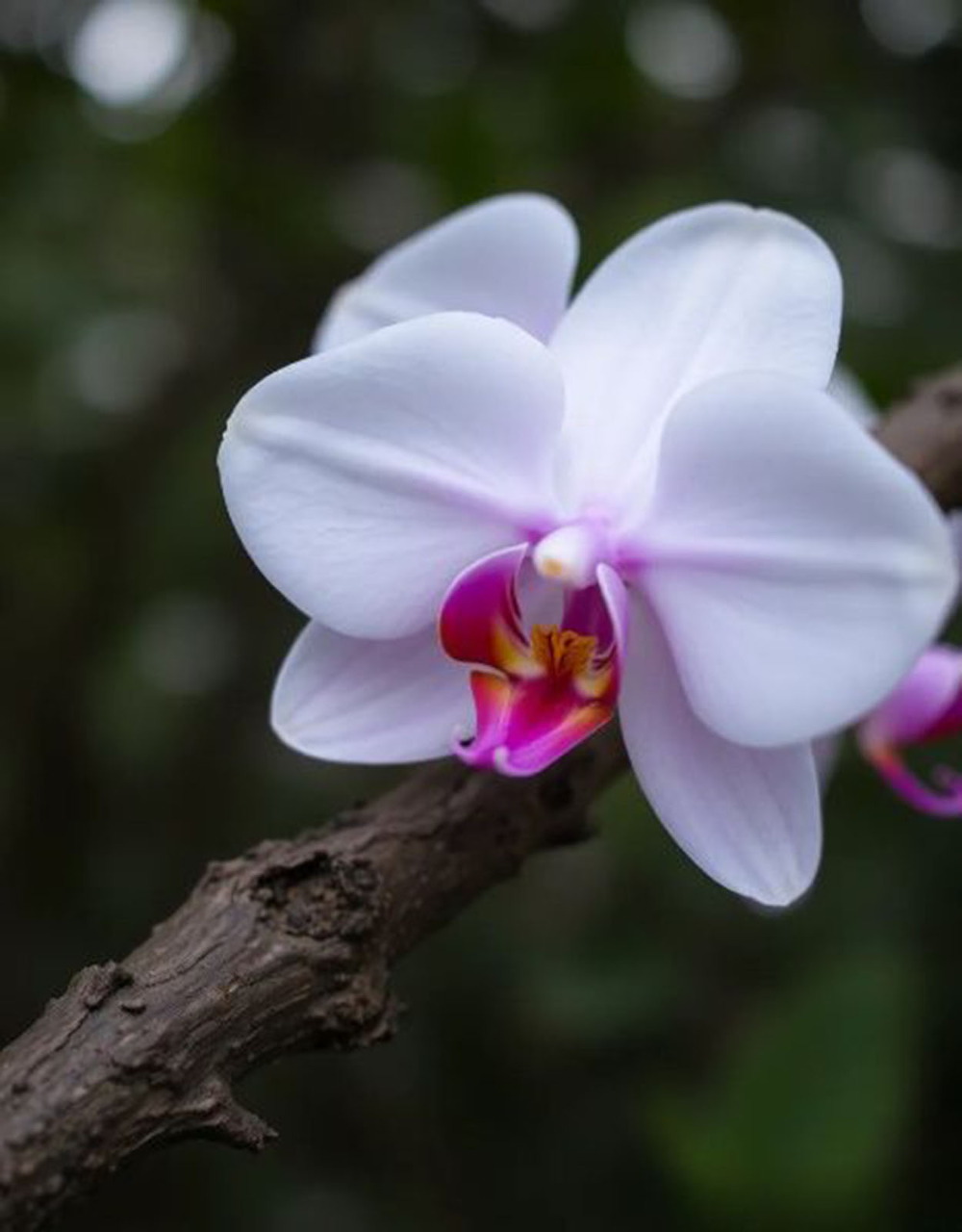 Garden scene with blooming orchids and lush greenery