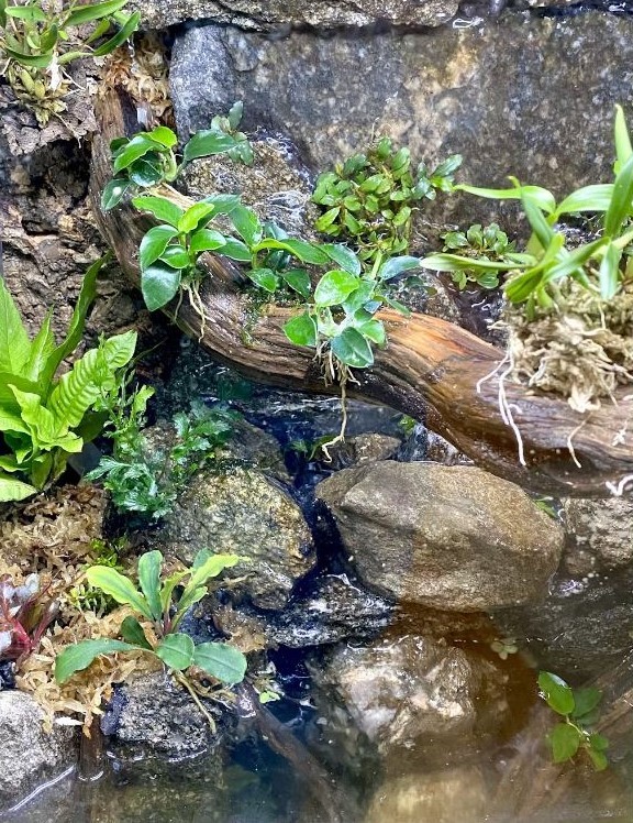 Rock Wall Plants