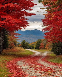 Winding road covered in red fallen leaves framed by bright red maple trees with mountains in the distance