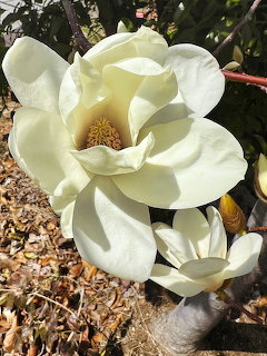 Close-up of a white magnolia flower blooming on a branch