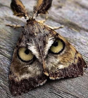 Close-up of a moth with prominent eye-spot wing markings on a grey wooden surface