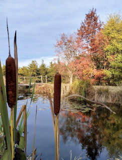 Cattails beside a pond with autumn trees and reflections in water