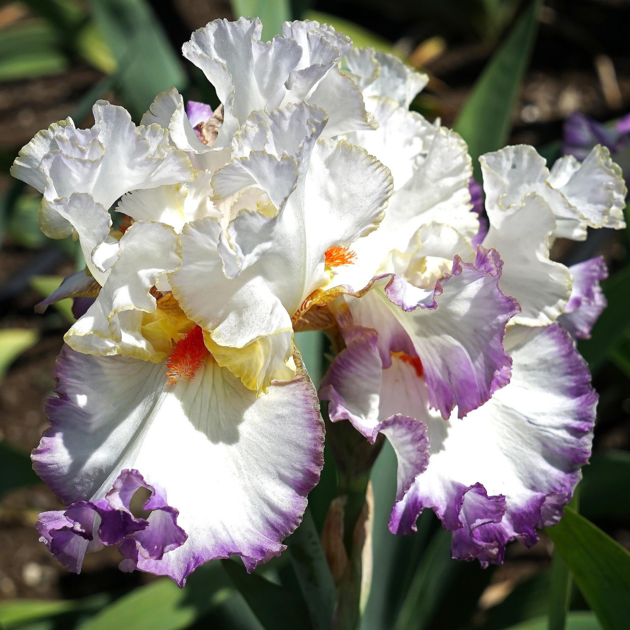 White irises with purple ruffled edges and yellow centers blooming in garden