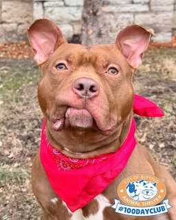 Brown Pit Bull