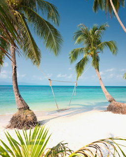 Palm trees on white sand beach with turquoise ocean and rope swing