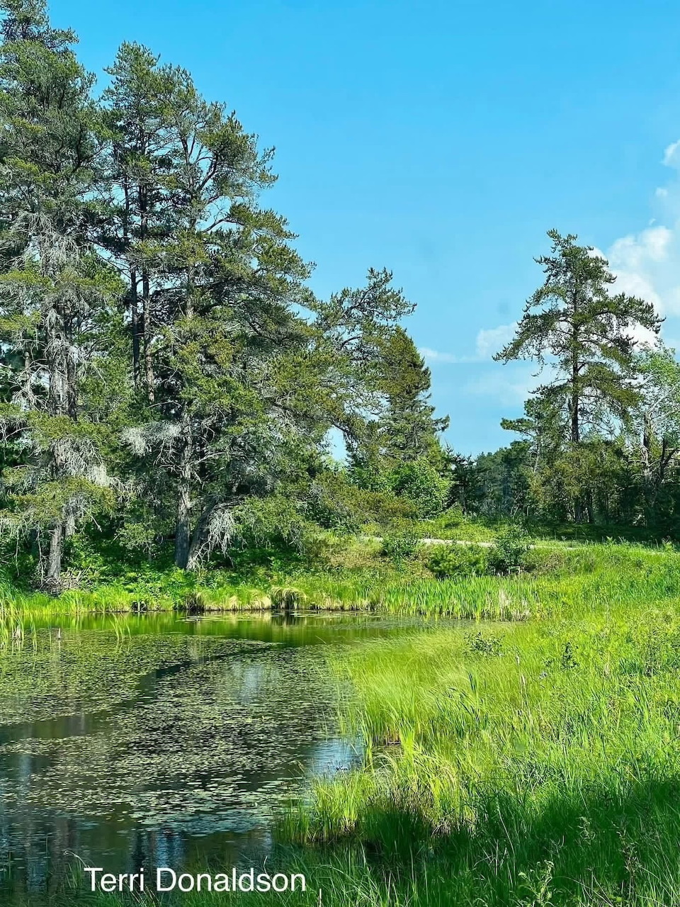 Calm wetland pond surrounded by cypress trees and green marsh grass under a blue sky