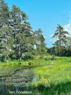 Swamp Wetland Landscape