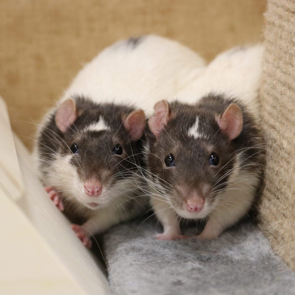 Two gray and white domestic rats sitting side by side on a soft gray blanket