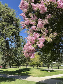 Pink crepe myrtle tree in full bloom in a sunny green park with walking paths and large trees