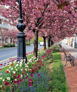 Pink cherry blossom trees lining a sidewalk with colorful tulips and lamp posts along a quiet street