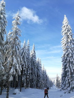 Snow Covered Pine Forest Trail
