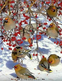 Several cedar waxwings perched on berry-covered branches above snow