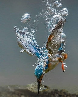 Diving Kingfisher