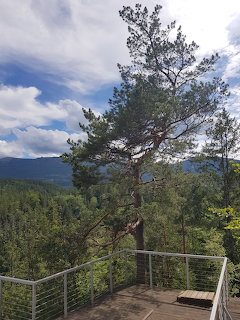 Pine tree by a wooden lookout platform overlooking forested mountains under a cloudy sky