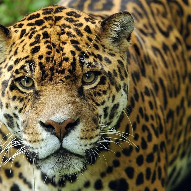 Jaguar Close-Up
