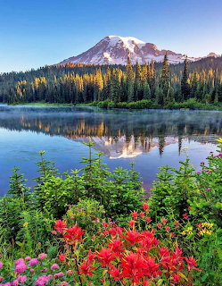 Mount Rainier with snow peak reflected in lake, wildflowers in foreground, evergreen trees along shore