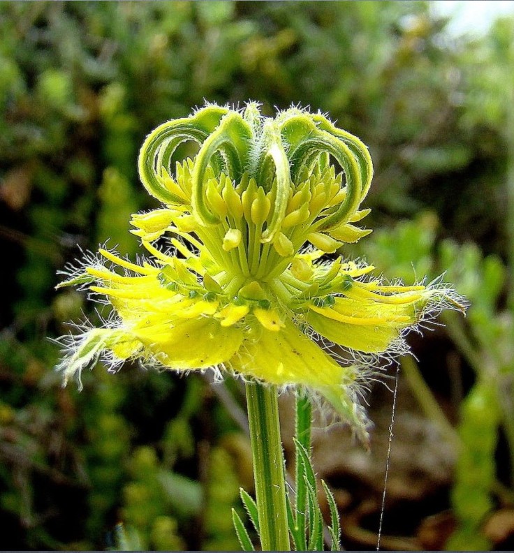Close-up of a yellow wildflower with curling green stamens and fringed petals