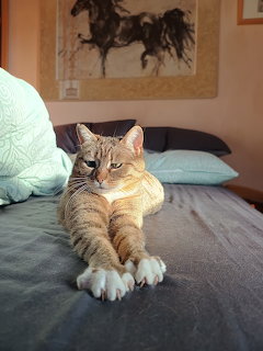 Orange Tabby Cat on Bed