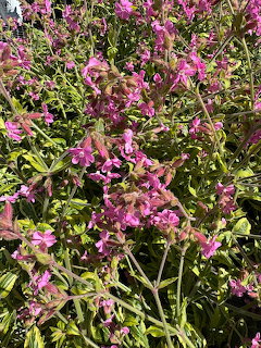 Pink Wildflowers in Bloom
