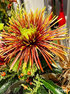 Spiky orange and yellow chrysanthemum flower with thin radiating petals against green leaves