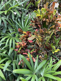 Close-up of dense tropical foliage with green and variegated red-yellow leaves