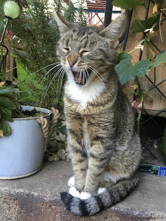 Tabby cat sitting with eyes closed on a garden stone ledge surrounded by plants