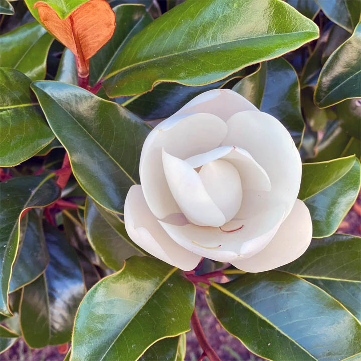 White magnolia flower with glossy green leaves in close-up view