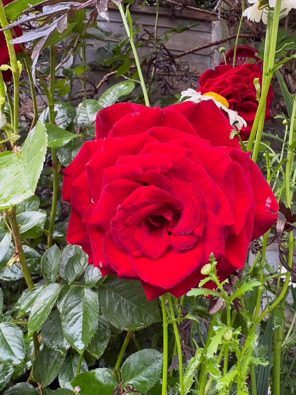 Close-up of a large red rose in full bloom with green leaves and garden plants in the background.