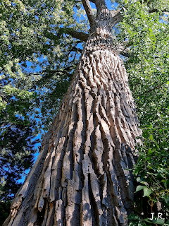 Looking up the trunk of a giant elm tree with deeply furrowed bark and green canopy against blue sky