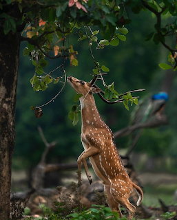 Spotted Deer Reaching for Leaves