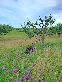Dog standing in wildflower meadow with young trees and rolling hills