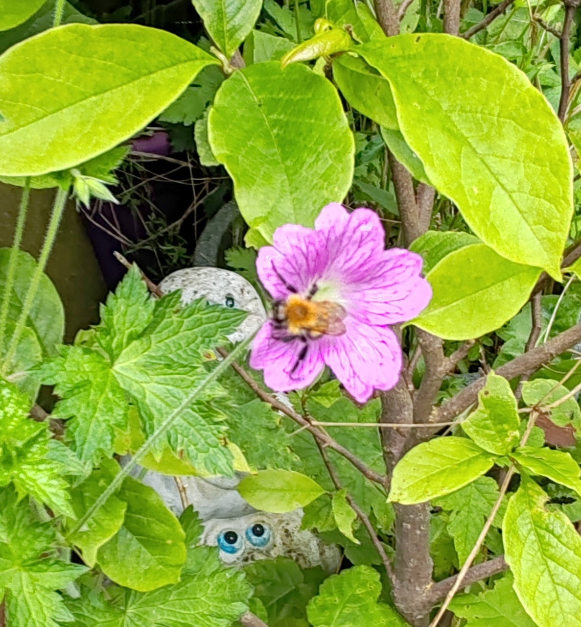 Bee on a pink flower among green leaves in a garden