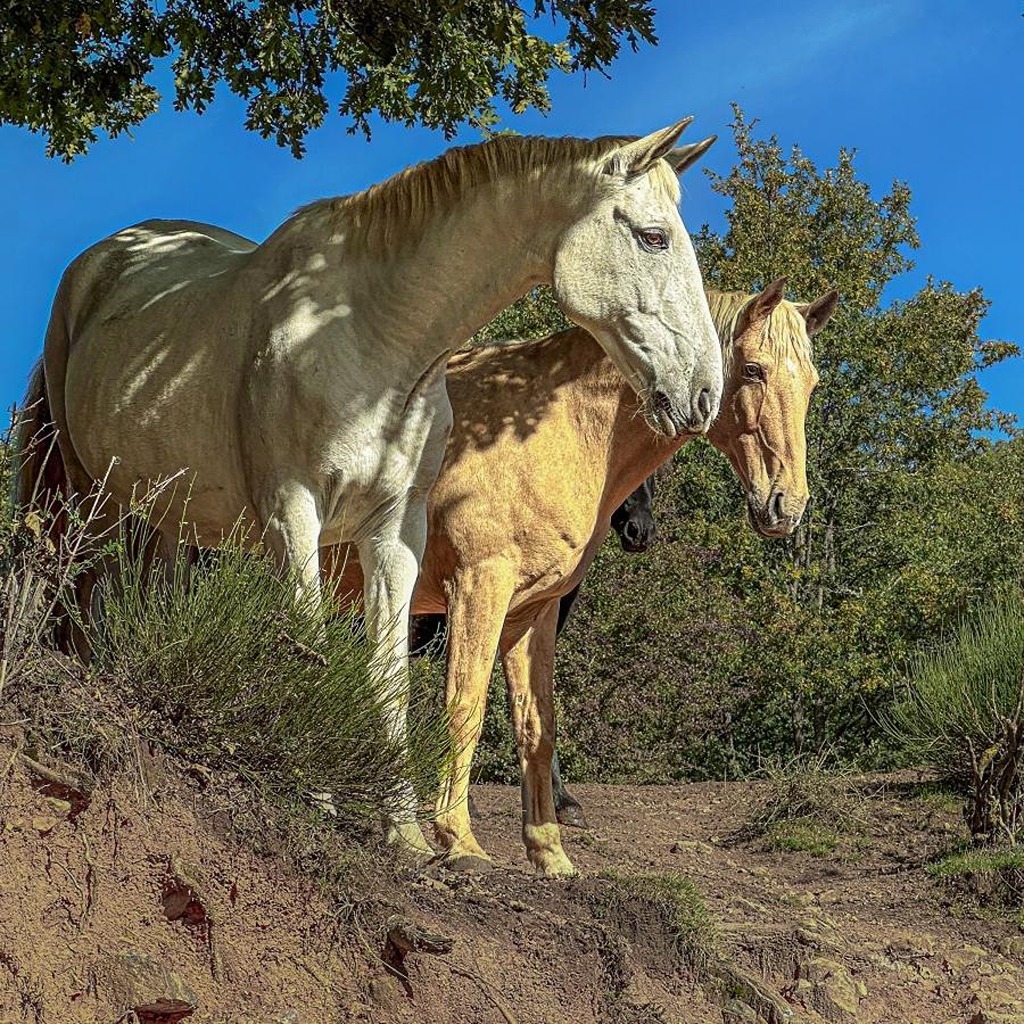 Two horses standing on a dirt trail near brush and trees under a blue sky