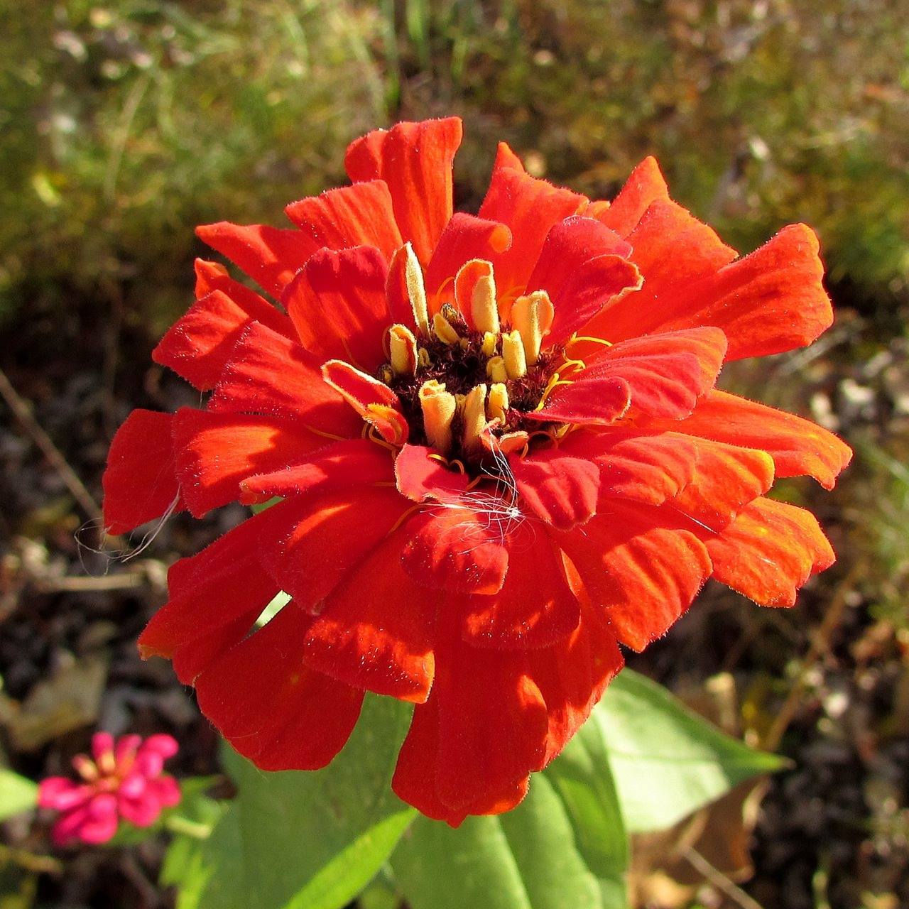 Close-up of a bright orange zinnia flower with ruffled petals and yellow stamen center