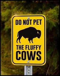 Do Not Pet Fluffy Cows Sign