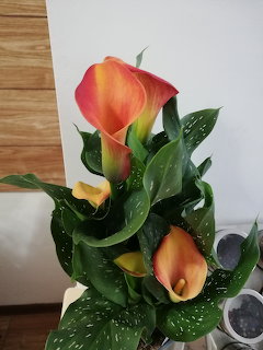 Orange calla lilies with green speckled leaves in an indoor setting