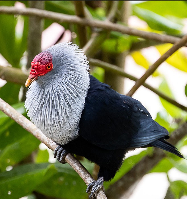 Seychelles blue pigeon with red face and pale grey head perched on branch among green leaves