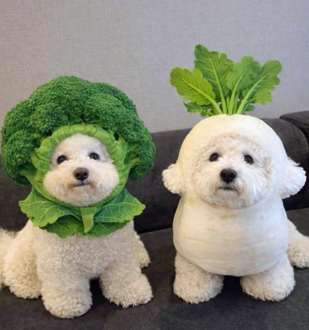 Two fluffy white dogs in broccoli and cauliflower costumes sitting on a couch