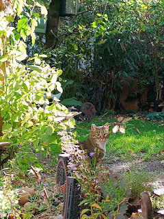 Tabby cat sitting on garden path with green plants and sunlit lawn in background