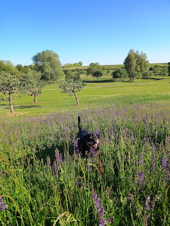 Black dog in purple lavender field with trees and blue sky
