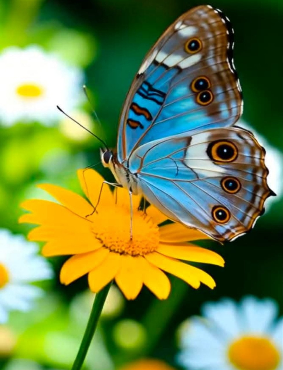 Blue butterfly resting on a yellow flower with blurred white daisies behind it