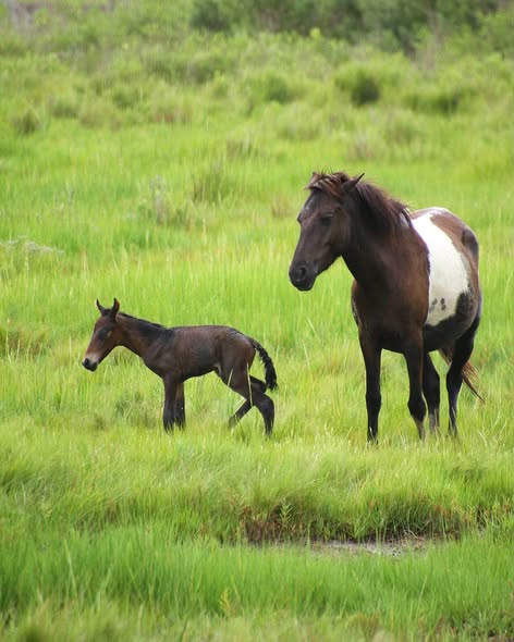 Adult pony and dark foal standing in tall green marsh grass