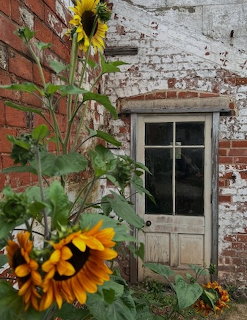 Old wooden door in weathered brick wall with sunflowers growing beside it