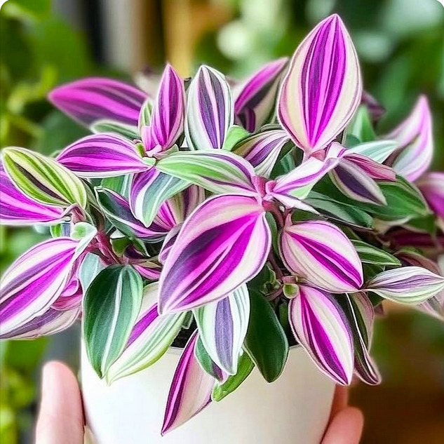 Potted Tradescantia plant with pink, white, purple, and green striped leaves
