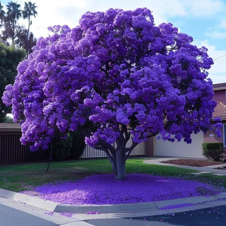 Purple jacaranda tree in bloom with petals covering the ground in a suburban yard