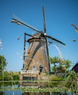 Traditional Dutch windmill beside a canal with lily pads and green vegetation under blue sky