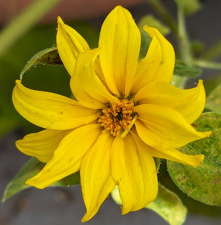 Bright yellow sunflower with eight petals and orange center against blurred green background