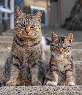 Two tabby cats with striped fur sitting together on concrete, looking at camera
